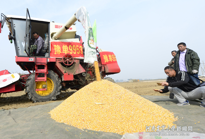 “豫单9953”表现出极强的宜机收特性 “豫单9953”表现出极强的宜机收特性