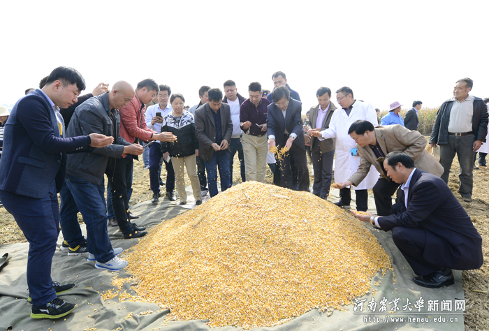 “豫单9953”的优异表现了吸引了参会代表的热切关注 “豫单9953”的优异表现了吸引了参会代表的热切关注