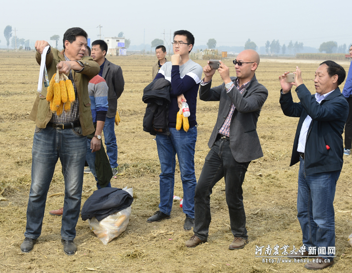 参会代表纷纷与明星品种“豫单9953”合影 参会代表纷纷与明星品种“豫单9953”合影