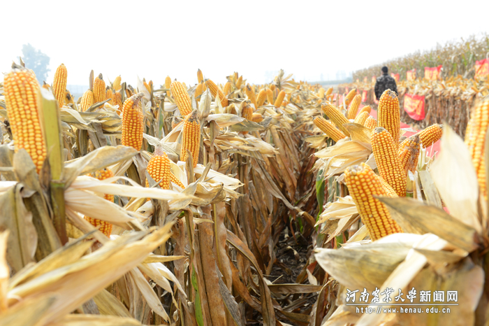 株型紧凑、品质优良的“豫单9953” 株型紧凑、品质优良的“豫单9953”